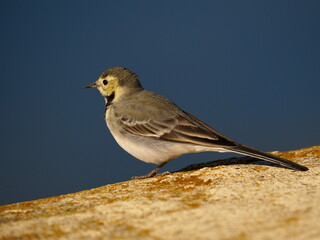 A white wagtail stands against the backdrop of the blue sea. The white wagtail (Motacilla alba) is a small passerine bird in the family Motacillidae, which also includes pipits and longclaws.