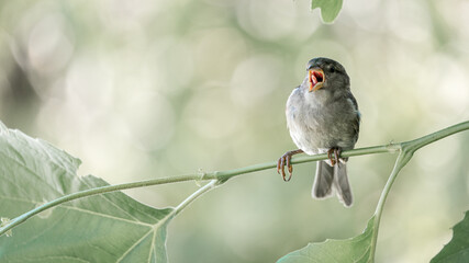 Beautiful sparrow in the garden hiding under a leaf tree.