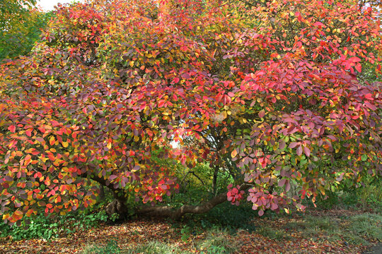 The autumn colours of the Cotinus coggygria, or smoke tree.
