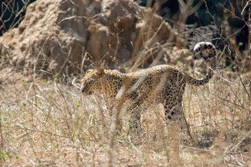 Leopard in a bush, Zambia