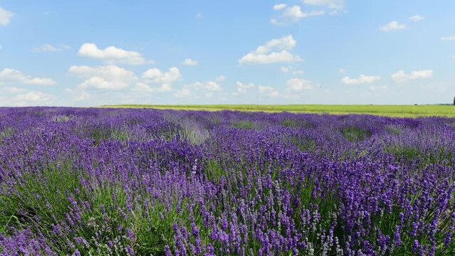 lavender field and blue sky	