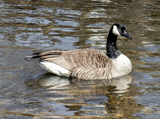 country goose swimming