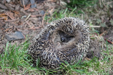 Kleiner Igel eingerollt