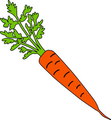Carrot. Isolated design element