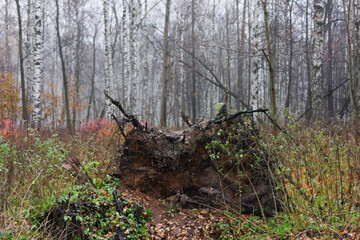Roots of the falling  tree in the autumn