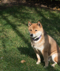 Shiba Inu dog portrait in the forest