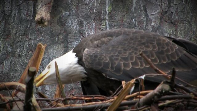 Bald Eagle In Nest