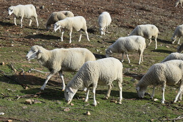 Obraz na płótnie Canvas rebaño de ovejas