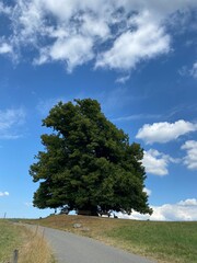 tree in the field