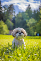 shih tzu dog in the green grass in summer in the park