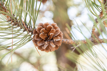 Pine cone on pine tree surrounded by needles. Autumn.