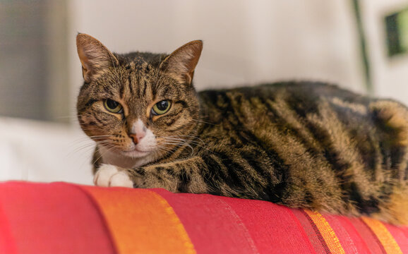 Joli chat se relaxant sur un sofa