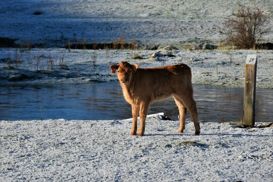 ternerito en el campo nevado