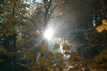 Sun shining trough forest in autumn