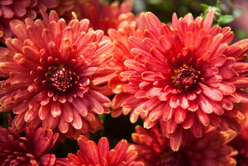 red chrysanthemums blooming brightly on an autumn day