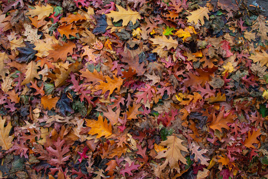 fall