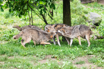 A pack of Mexican Grey Wolves playing in the forest.