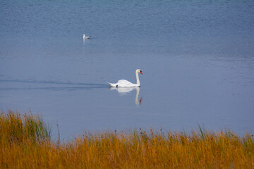 A swan in the lake and with grass