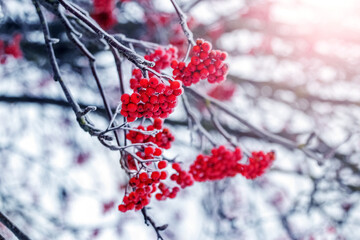 Frost-covered red rowan berries on a tree in winter - obrazy, fototapety, plakaty