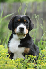 Amazing puppy in the garden