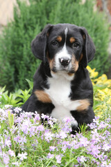 Nice puppy sitting in flowers