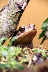 Bufo Bufo - Crapaud commun