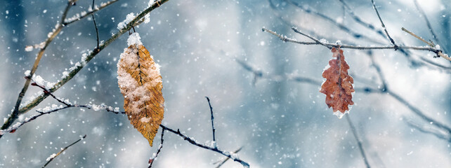 Atmospheric winter view with snowy dry leaves in the forest and trees