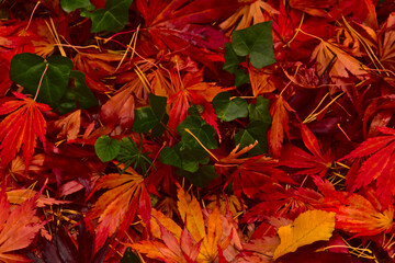 kolory jesieni, czerwone liście - obrazy, fototapety, plakaty