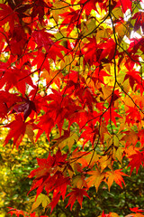 Fototapeta Arboretum w Rogowie w jesiennych barwach obraz