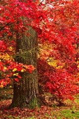 Fototapeta Arboretum w Rogowie w jesiennych barwach obraz