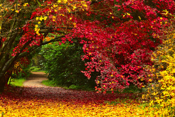 Arboretum w Rogowie w jesiennych barwach - obrazy, fototapety, plakaty