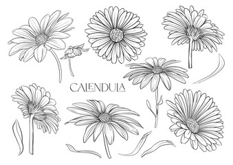 Calendula medicinal herbs and flowers. Set of flowers and leaves. Isolated vector illustration.