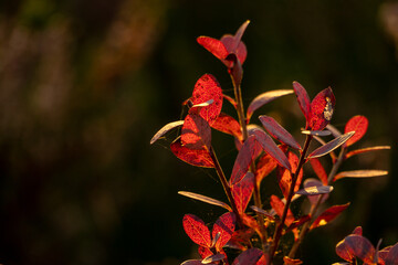 Ķemeri, Latvia - 4 Oct 2022: Vegetation of the Ķemeri marshland in autumn against a blurred background at sunset.