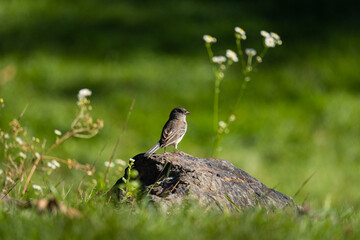 bird in the grass