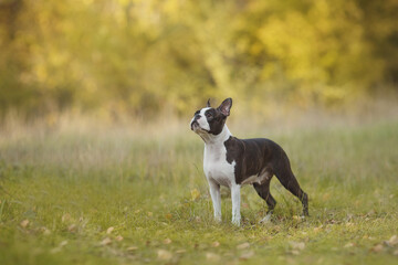 Boston Terrier dog portrait in the park