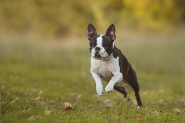 Boston Terrier dog running in the park