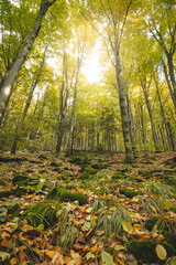 Best autumn mood in the beech forest. The golden light of the sun illuminates the leaves on the ground, the moss and the surrounding trees full of colourful foliage. Hiking lifestyle. Beskydy mountain © Fauren