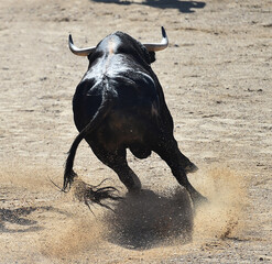 spanish bull with big horns in spain