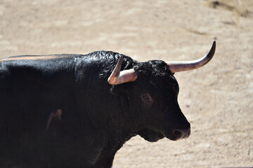 spanish bull with big horns in spain