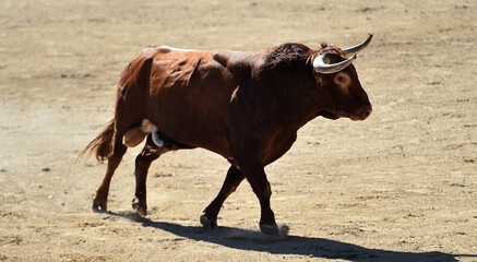 spanish bull with big horns in spain