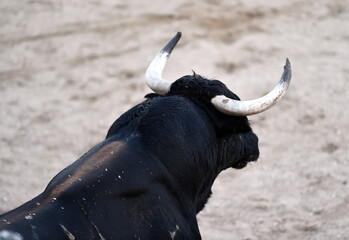 spanish bull with big horns in spain