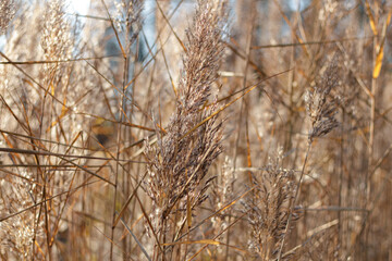 Blooming reed inflorescences on the banks of a river or lake. Soft light.
