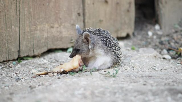 A small eared hedgehog eats meat while sitting on the ground. Selective focus.