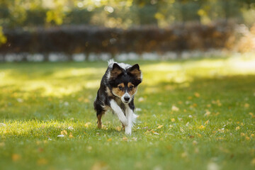 Naklejka na ściany i meble border collie dog running in the park