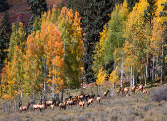 Colorado Telluride Autumn