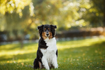 dog australian shepherd portrait in the park
