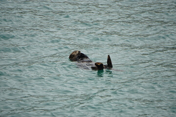 Fototapeta premium Homer Spit, Alaska: Sea otter (Enhydra lutris) -- an entirely aquatic marine otter of North Pacific coasts -- sleeping peacefully in Kachemak Bay.