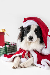 dog border collie lying down wearing Santa Claus clothes on a white background