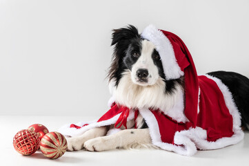 dog border collie lying down wearing santa claus clothes on a white background