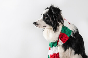 side view face of a border collie dog looking to left, wearing a Christmas scarf on a white...